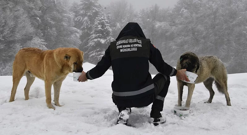 Yavru köpekler donmaktan kurtarıldı