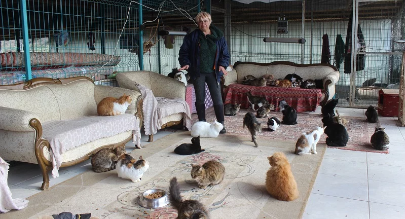 Yok böyle bir ev…Tam 250 kediye ev sahipliği yapıyor