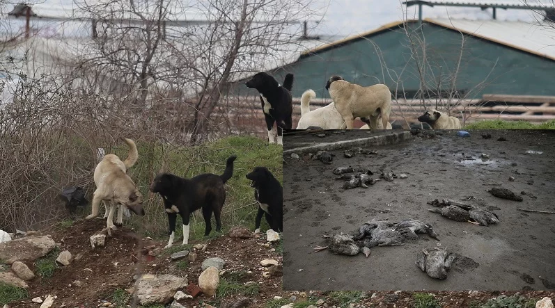 Aç kalan sokak köpekleri 280 kazı telef etti