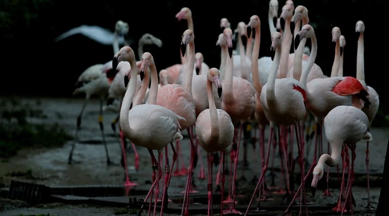 Flamingo ailesine 12 yeni üye