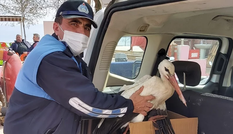 Bursa’da duyarlı çiftçi kanadı kırık leyleği yetkililere teslim etti