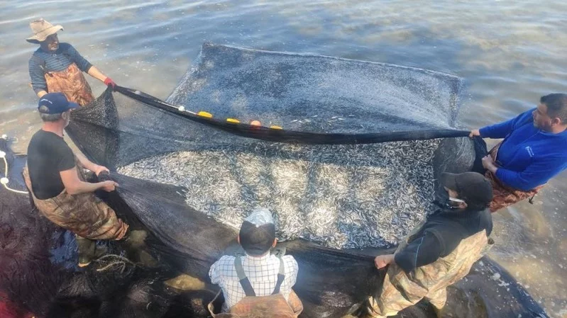 İznik Gölü’nde gümüş balığı rekoru: 1 günde 15 ton