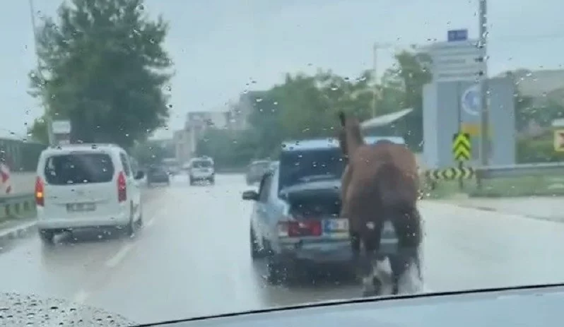 Aracın arkasına at bağlayıp çevre yolunda koşturdu