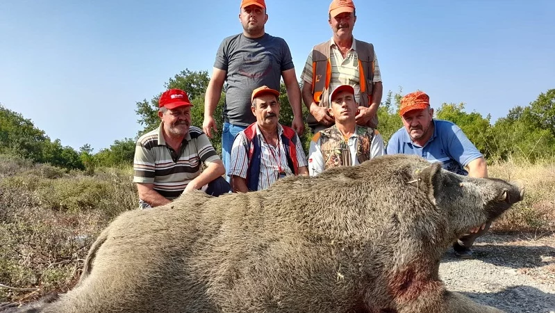 Tarlalarına danan 400 kiloluk domuzu vurdular