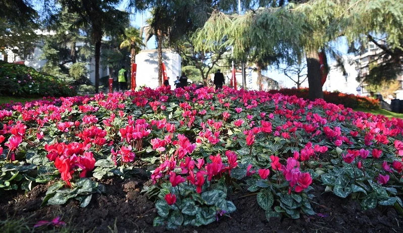 Bursa kışın da çiçek bahçesi