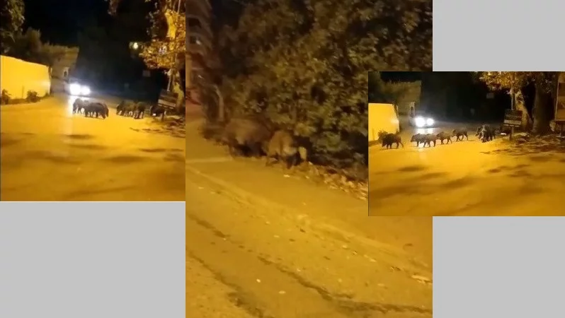 Bursa’da aç kalan domuz sürüsü ilçe merkezine indi