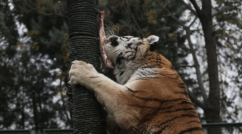 Zoopark’ta yırtıcı hayvanların beslenmeleri nefes kesti