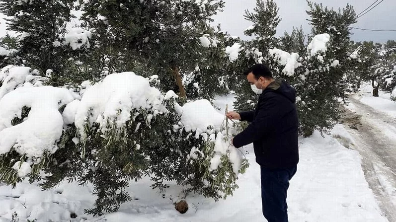 Kardan dolayı zeytin ağaçlarının dalları kırıldı