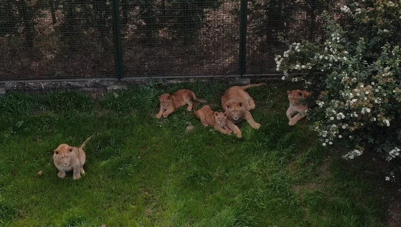 Bursa’nın kral ailesi büyüyor…7 yavru aslan görücüye çıktı