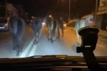 Bursa’da başıboş atlar trafiği zora sokuyor
