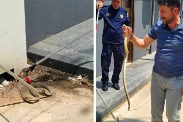 Bursa'da yılan paniği! İş adamı, elleriyle yakaladı