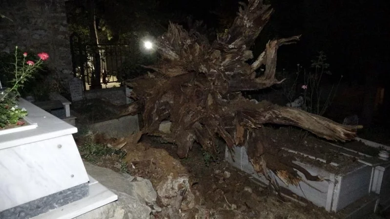 Şehitlikte tarihi çınar ağacı mezarların üzerine devrildi