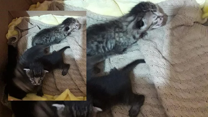 Çuvala konulan yavru kediler ölmekten son anda kurtarıldı