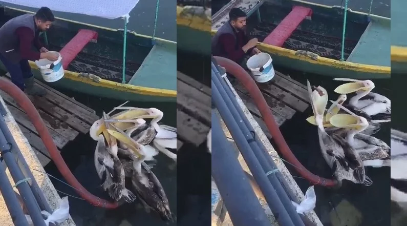 Bursa’da bir balıkçı elleriyle pelikanları besledi