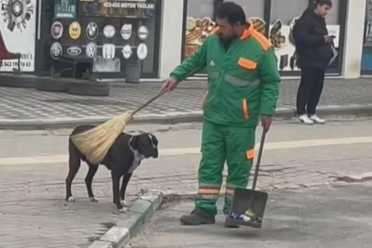 Sokak köpeğinin sırtını süpürge ile temizleyen görevli yüzleri gülümsetti