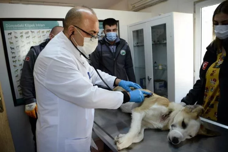 Yaralı köpek Osmangazi'de sağlığına kavuştu